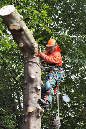 Baumkletterer beim Baumfällung